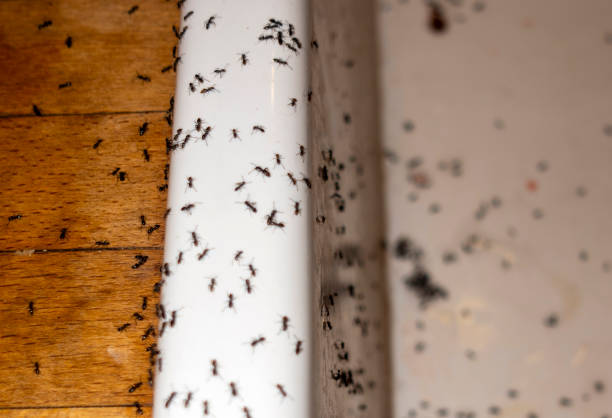 Best Residential Pest Control  in Upper Fruitland, NM