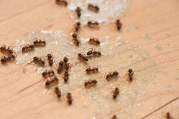 Best Flea Control Services  in Upper Fruitland, NM