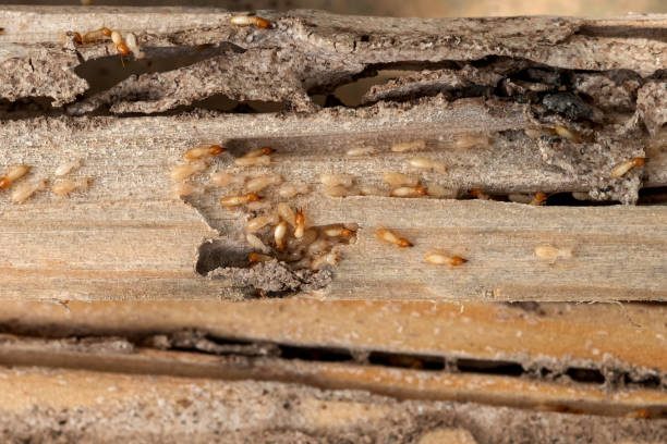 Best Local Pest Control Services  in Upper Fruitland, NM