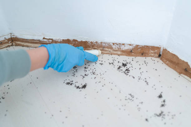 Best Emergency Pest Control  in Upper Fruitland, NM